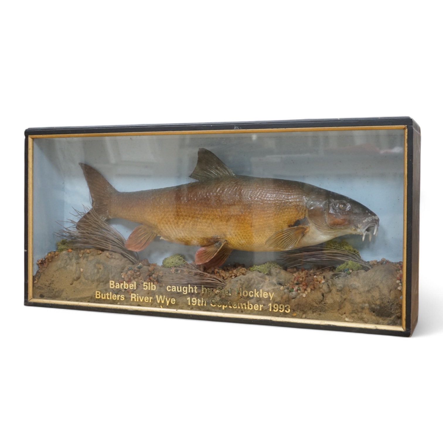 A late 20th century taxidermy barbel fish in case, attribution in applied gold coloured letters reading; ‘Barbel 5lb caught by Sid Hockley, Butlers River Wye, 19th September 1993’, dimensions; 71cm wide, 34cm high, 13cm